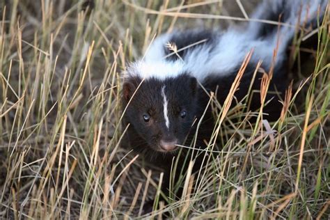 Skunk Removal And Control Services In Southeast Pa Aaxis Wildlife