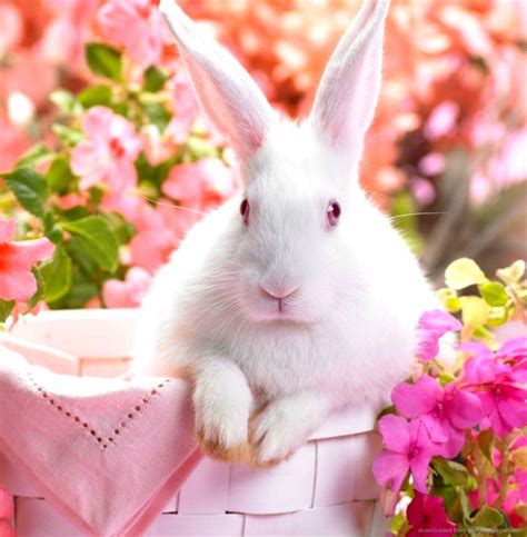 White Rabbit Hd Wallpapers Wallpaper Cave