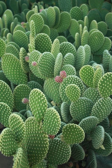 25 Best Cactus Aesthetic Ideas Decoratoo