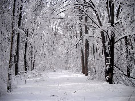 Free Photo Forest In Winters Forest Ice Jungle Free Download