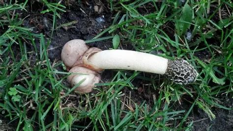 17 Photos Of Mushrooms You Ll Weirdly Enjoy Stuffed Mushrooms Fungi Magical Mushrooms