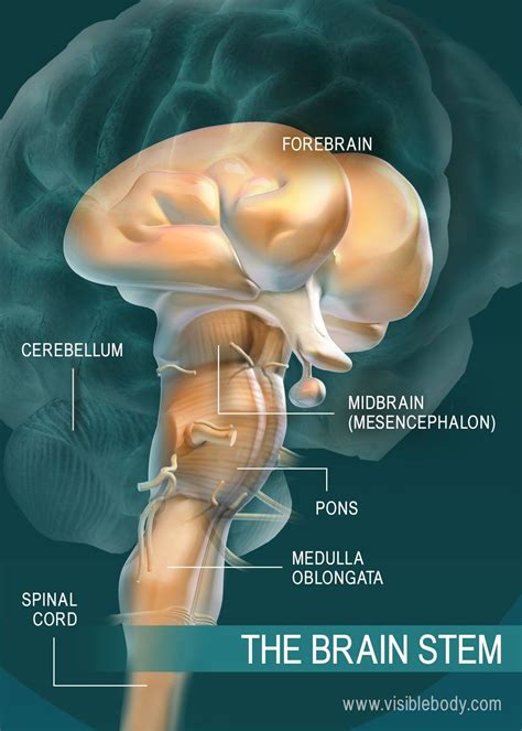 A Diagram Of The Parts Of The Brain Stem Human Brain Parts Brain