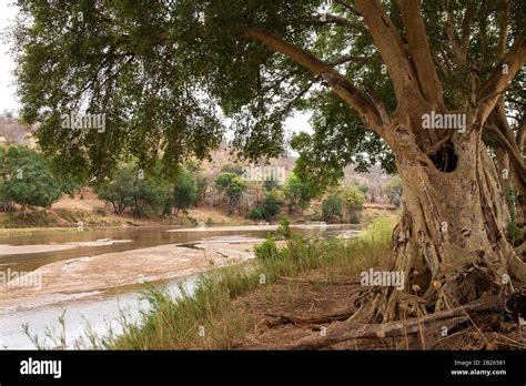 Fig Trees At The Olifants River Hi Res Stock Photography And Images Alamy