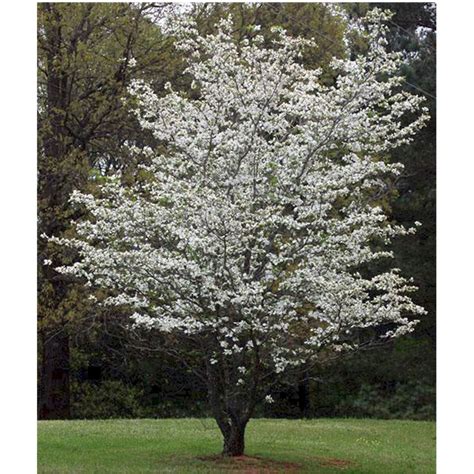 Flowering Dogwood Tree Uk : Pink Flowering Dogwood - Dogwoods include a large group of flowering ...