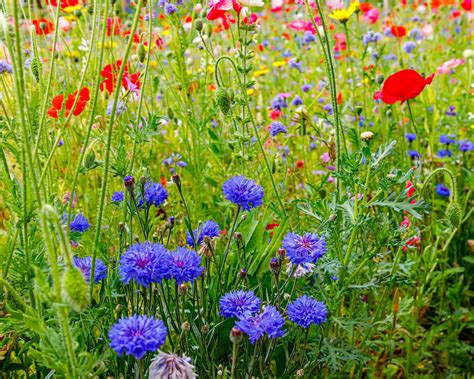 When To Sow Wildflower Seeds Expert Tips To Get It Right Gardeningetc