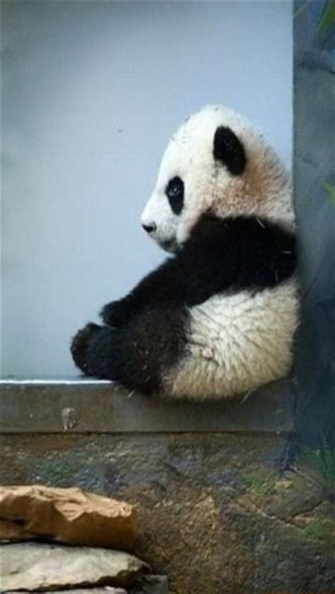 Cute panda wallpaper for phone. Kawaii Panda iPhone Wallpaper - WallpaperSafari