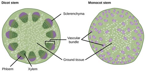 Vascular Bundles The Daily Garden