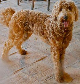 Find labradoodle in dogs & puppies for rehoming | find dogs and puppies locally for sale or adoption in ontario : bay area labradoodles australian labradoodles for sale in bay area, (With images) | Labradoodle ...