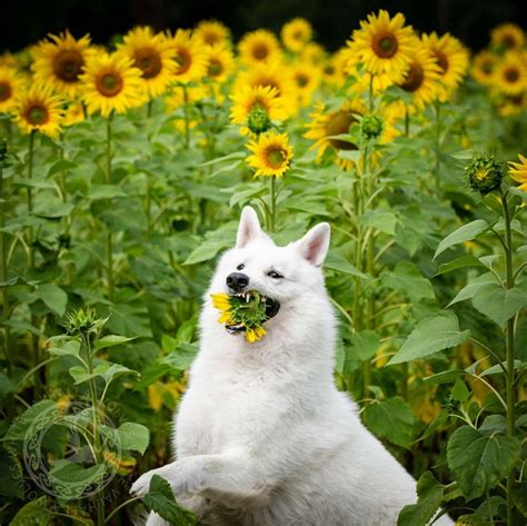 Dogs Sunflower Photoshoot Turns Into Hilarious Experience Healthy