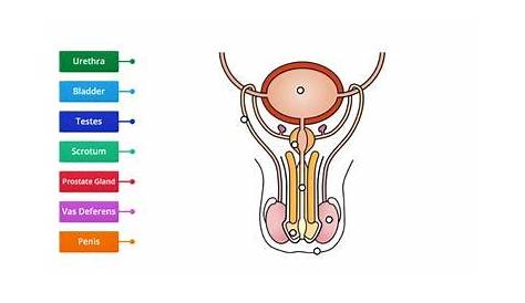 Reproductive system - Teaching resources
