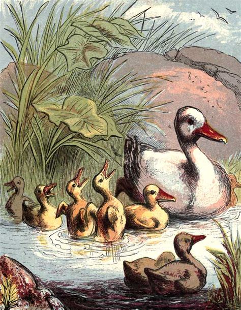 Public Domain Vintage Book Illustration Of Duck And Ducklings 3 Free