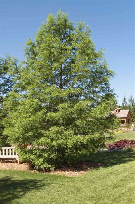 Fast Growing Trees For Creating Privacy Better Homes And Gardens
