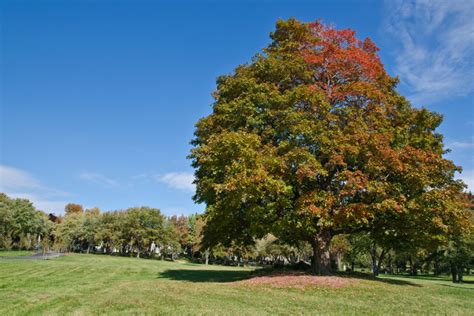 Identifier Les Arbres Et Les Arbustes Du Québec Où Trouver à Montréal