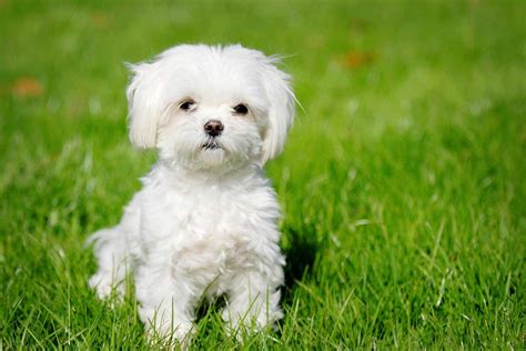 Aside from these popular … Maltese Dog Breed » Information, Pictures, & More