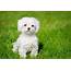 Maltese Dog Breed » Information Pictures & More