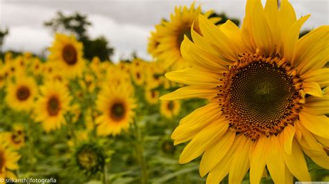 Free Download Yellow Mellow Sunflower 4k Hd Desktop Wallpaper For 4k