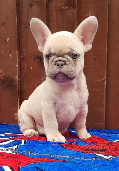 We pride ourselves on the quality of frenchie and service provided. French Bulldog Puppies For Sale | Houston, TX #312285