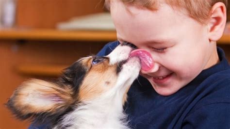 Hello A Puppy Licked My Face Cbc News