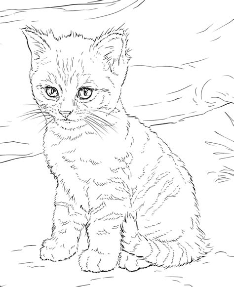 Cartoon Cat Coloring Pages Learny Kids