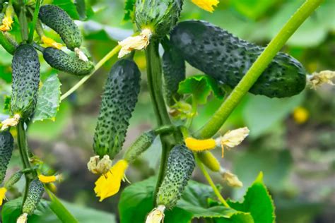 Best Companion Plants For Cucumbers Which To Avoid
