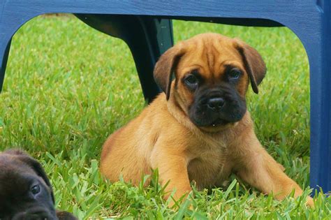 Cane Corso Puppies For Sale | West Palm Beach, FL #172953