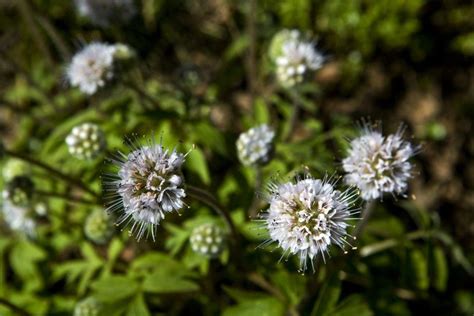 10 Oregon Wildflower Hikes That Are Blooming Right Now Wild Flowers