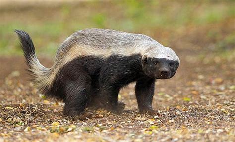 Ratel Honey Badger The Bravest Animal In The World