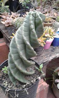 We did not find results for: PLANTAS MORENAL: Cactus Espiral - Cereus Forbesii Spiralis ...
