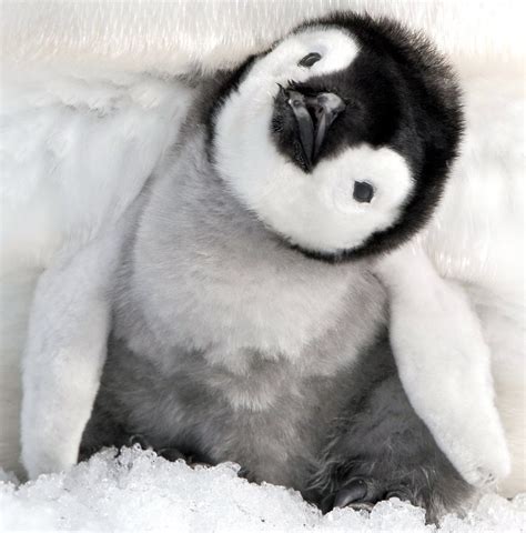 Even Cuter Baby Penguin