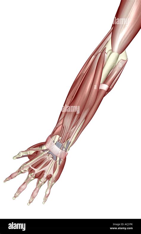 The Muscles Of The Forearm Stock Photo Alamy