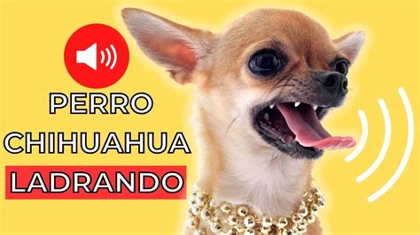 Sonidos De Perro Chihuahua Ladrando 🐶 Youtube