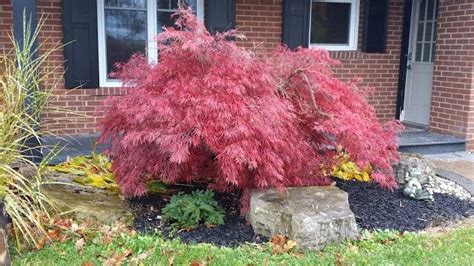 Red Cutleaf Japanese Maple Small Trees Plants Landscape