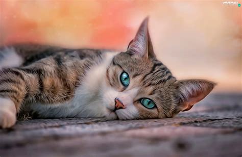 Eyes Turquoise Lying Cat Animals Wallpapers 1920x1250