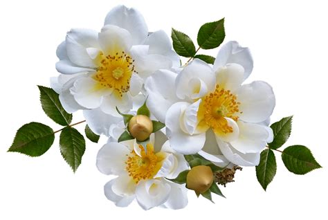 Gambar Dan Wallpaper Bunga 💕💕 Gambar Bunga Putih Png
