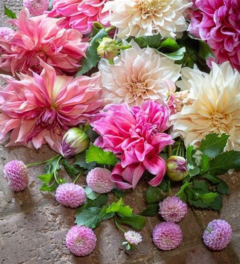 We did not find results for: Flamboyant Dahlia Collection | Dahlia flower arrangements ...