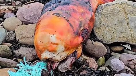 Experts Left Baffled As Mysterious Orange Sea Creature Washes Up On