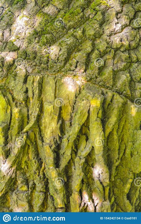 Texture Of Tree Bark With Green Moss Stock Photo Image Of Gray