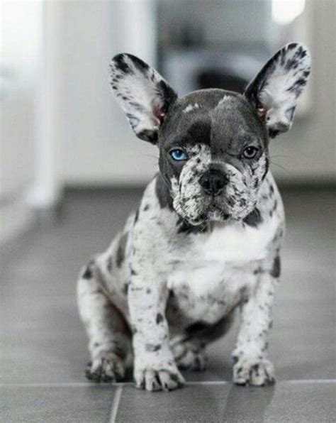 Rare French Bulldog Colors Frenchie World Shop