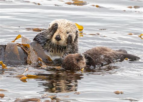 Morro Bay Peekaboo Otter