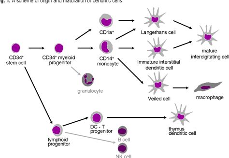 Figure 1 From The Role Of Monocytes And Monocyte Derived Dendritic