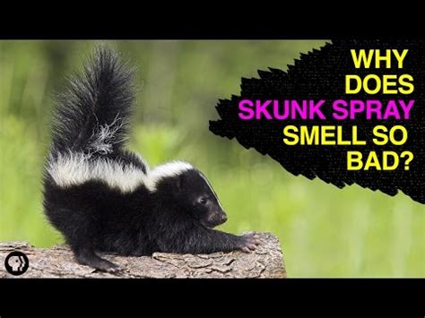 This is Why Skunks Smell So Bad - Thrillist