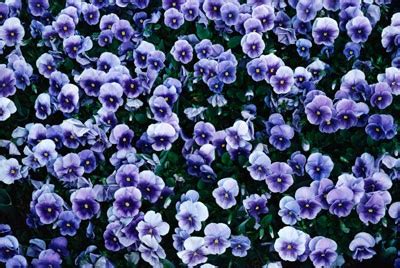 These full sun perennials will thrive in a garden with lots of light. Annuals for Part Shade | HowStuffWorks
