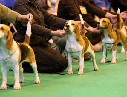 What's wrong with backyard breeding? How to Avoid Bad Dog Breeders and Backyard Breeders