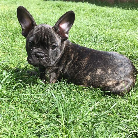 Brindle French Bulldog Puppies — AskFrenchie.com