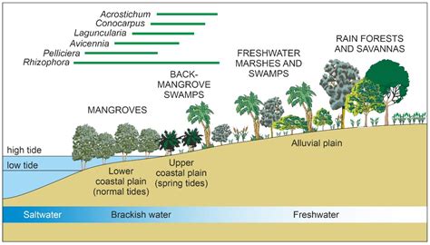 Plants Free Full Text Responses Of Caribbean Mangroves To