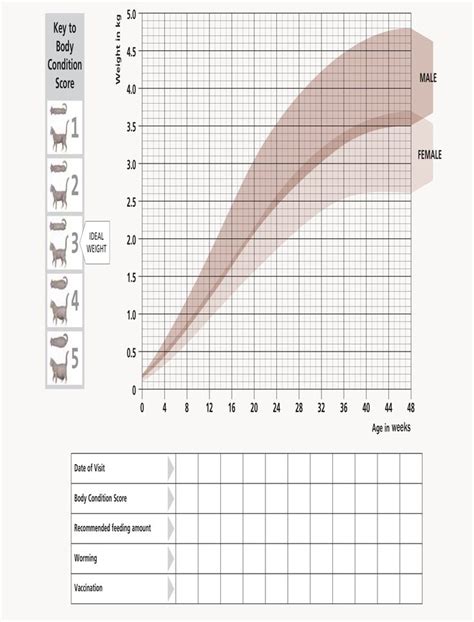 domestic shorthair cat weight chart by age