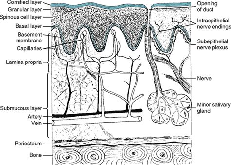 23 Oral Mucous Membrane Pocket Dentistry