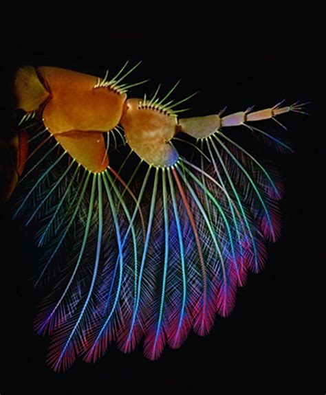 Image Of The Day Plankton Net This Amphipod Uses Feathery Bristles On
