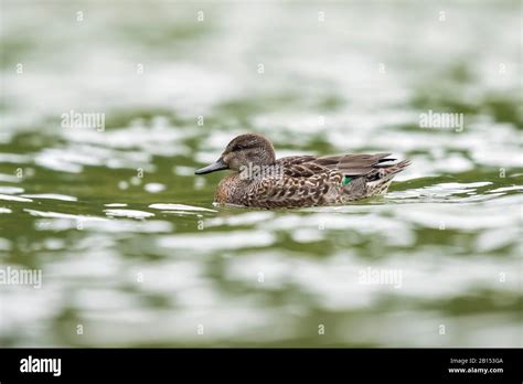 North American Green Winged Teal Anas Crecca Carolinensis Anas