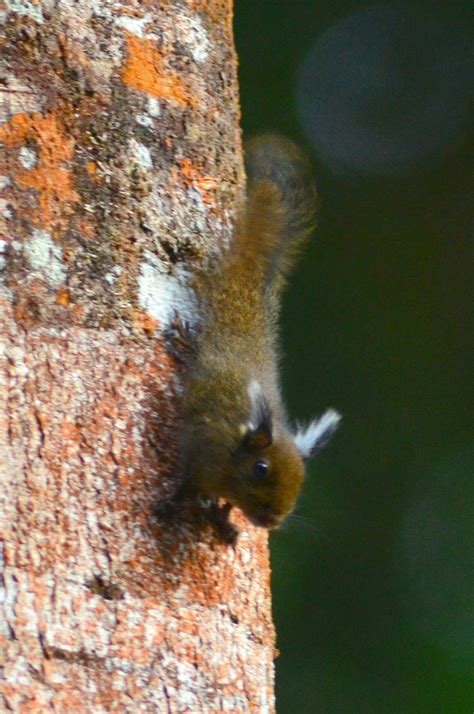 Tufted Pygmy Squirrel Mammals Wild Latitudes Borneo Tour